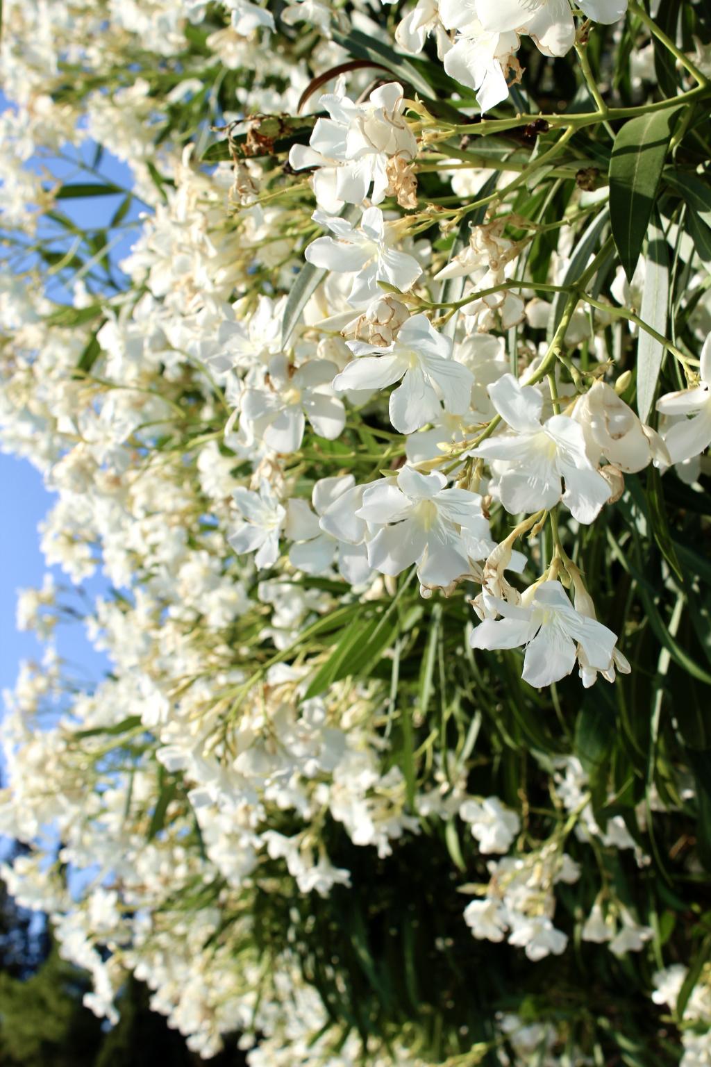 D&G Sounio wedding - Image 2